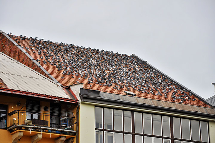 A2B Pest Control are able to install spikes to deter birds from roofs in Kidbrooke. 