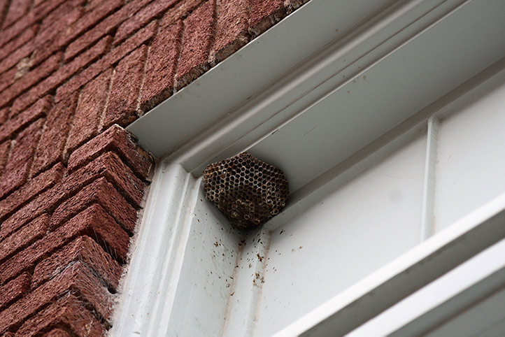 We provide a wasp nest removal service for domestic and commercial properties in Kidbrooke.